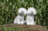 BICHON FRISE 109